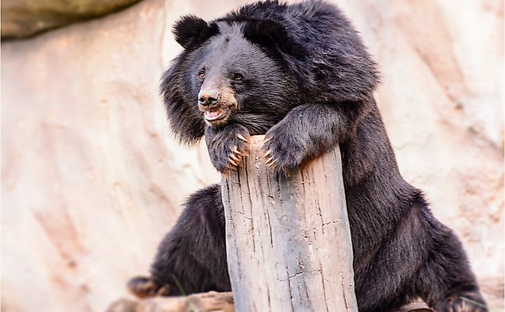 An Asiatic black bear.