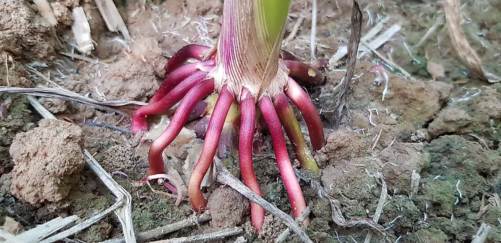 Get Tuberous Adventitious Roots Examples Pics