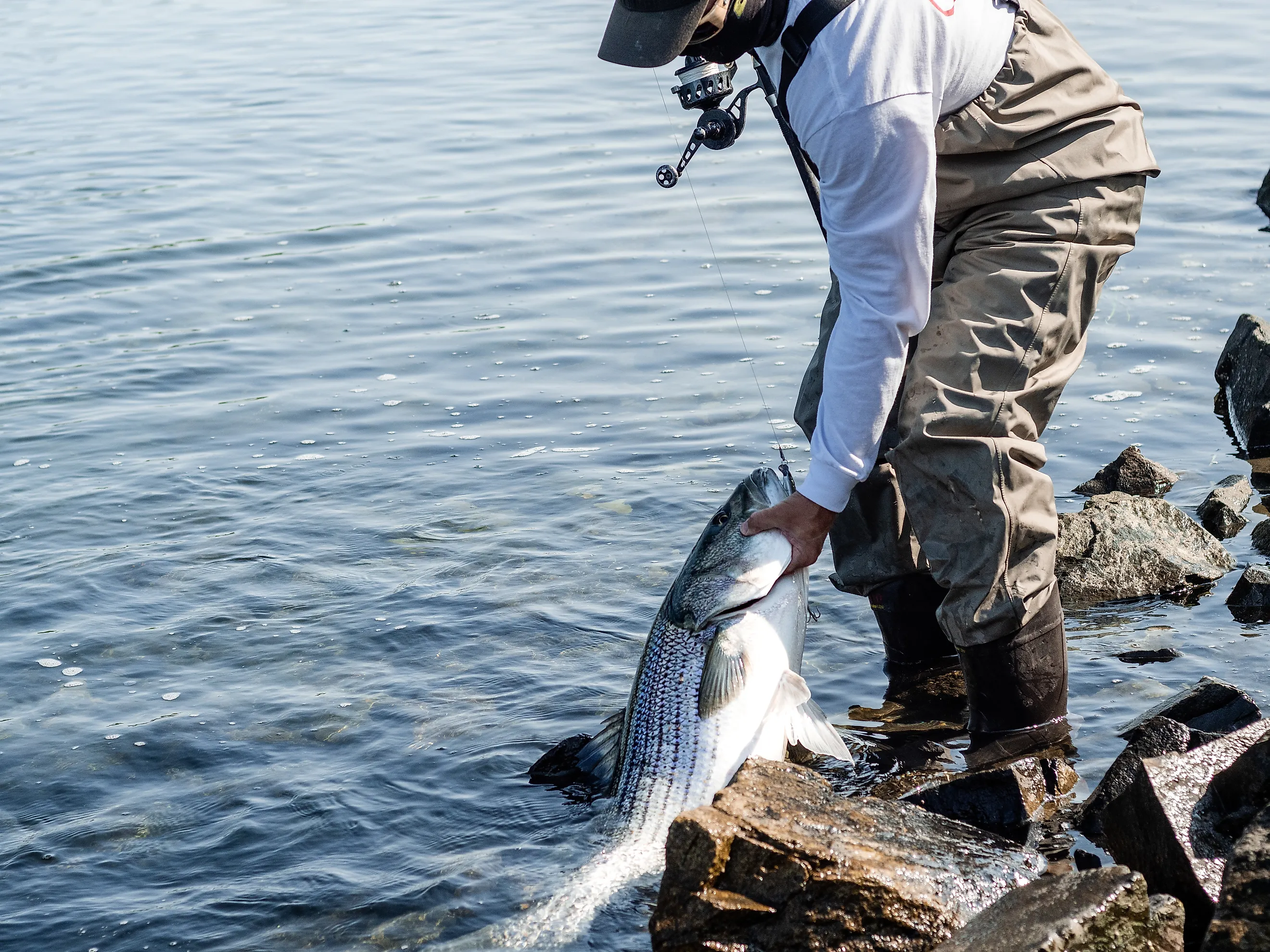 Angler holds striped bass