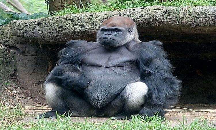 Giant Ape 5E / Squeezing into a smaller space.