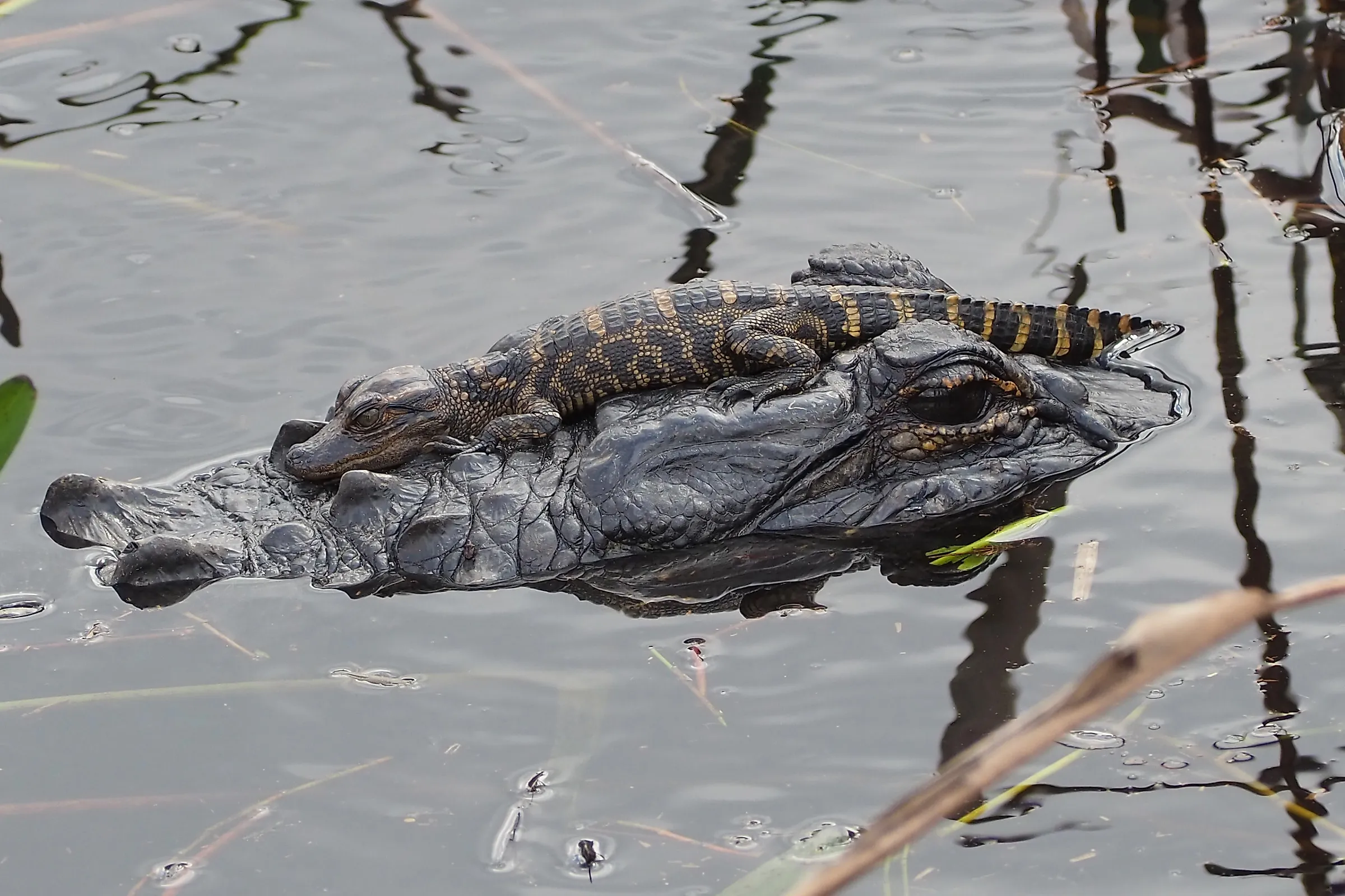 A baby alligator rests on an adult alligator's head in calm, reflective water surrounded by plants. The scene conveys a peaceful bond.