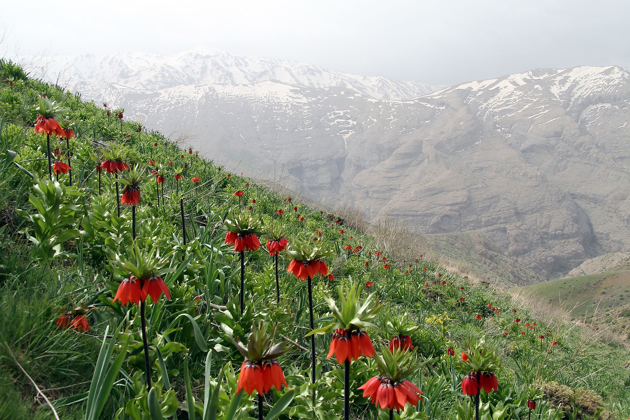 Crown Imperial flowers in Zagros Mountains, Iran.