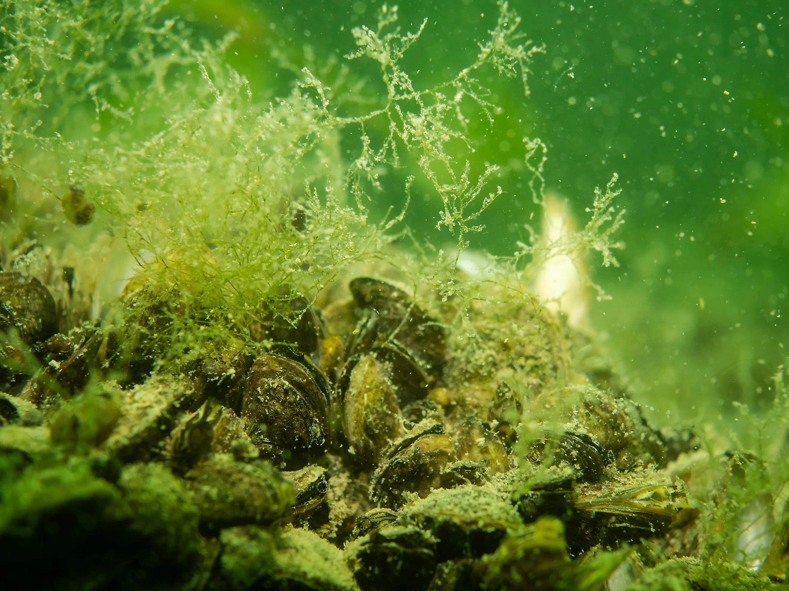 Close-up of the invasive quagga mussel. 