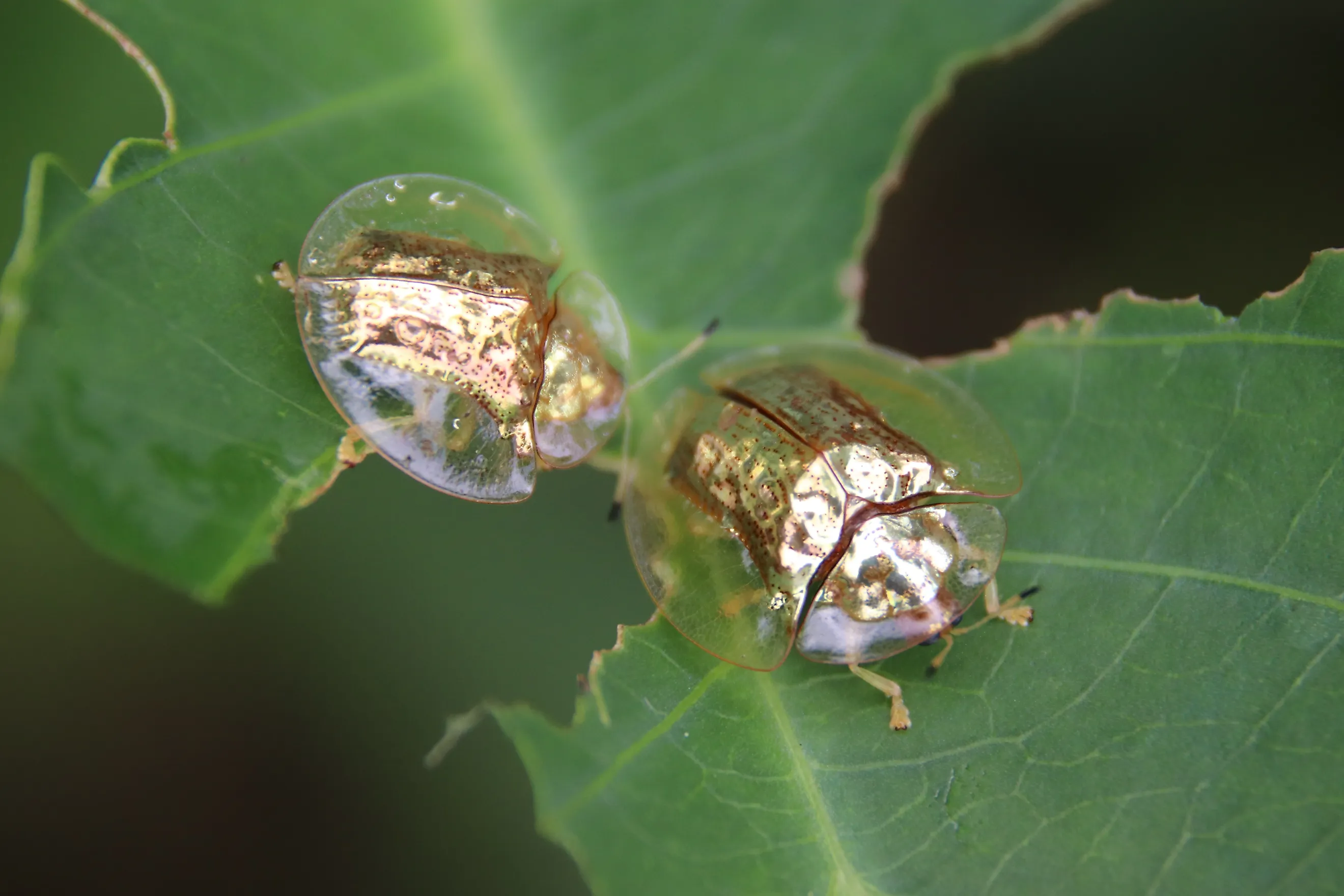 Two golden tortoise beetles on a leaf.