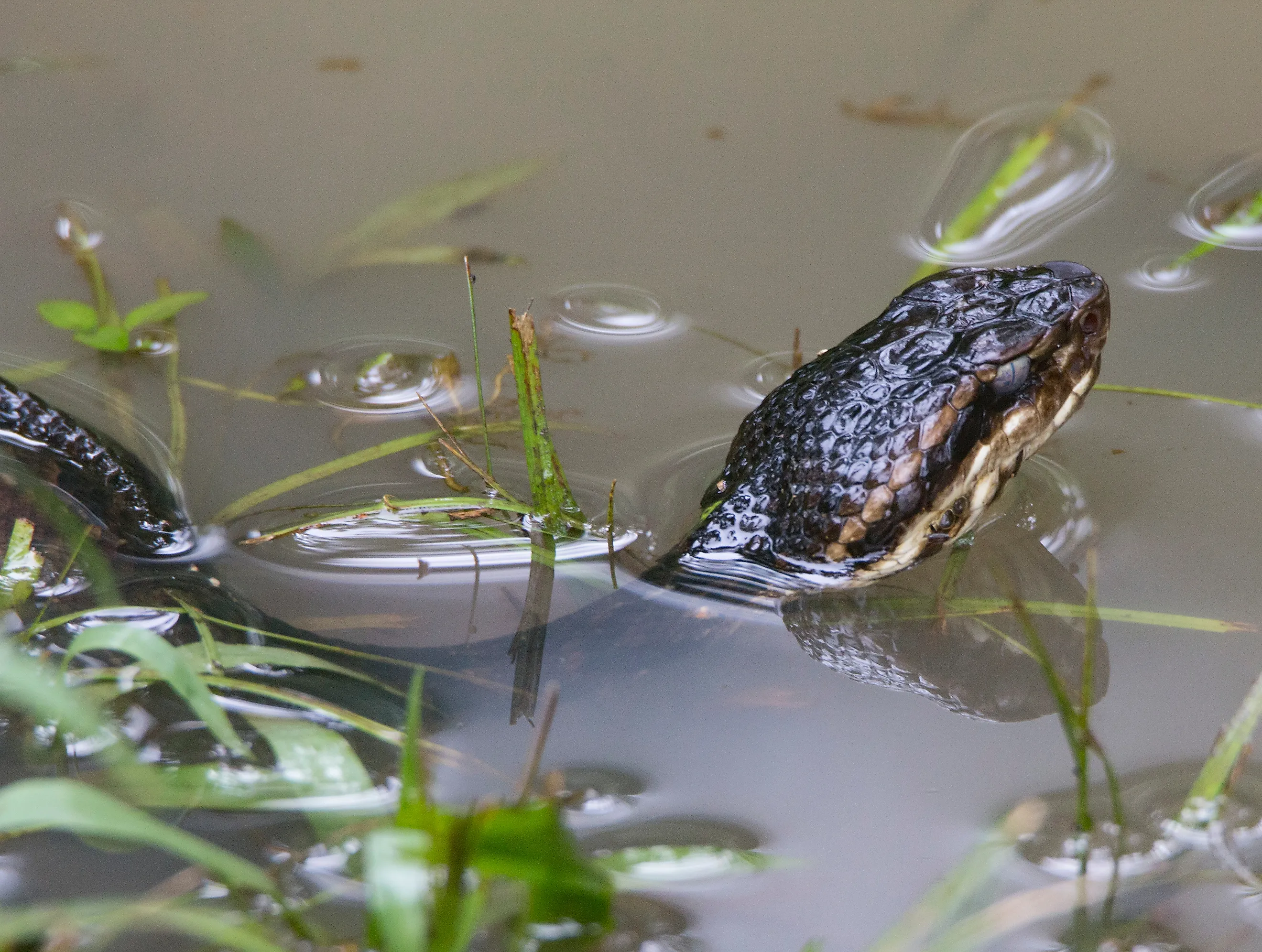 Cottonmouth Snake Agkistrodon piscivorus.