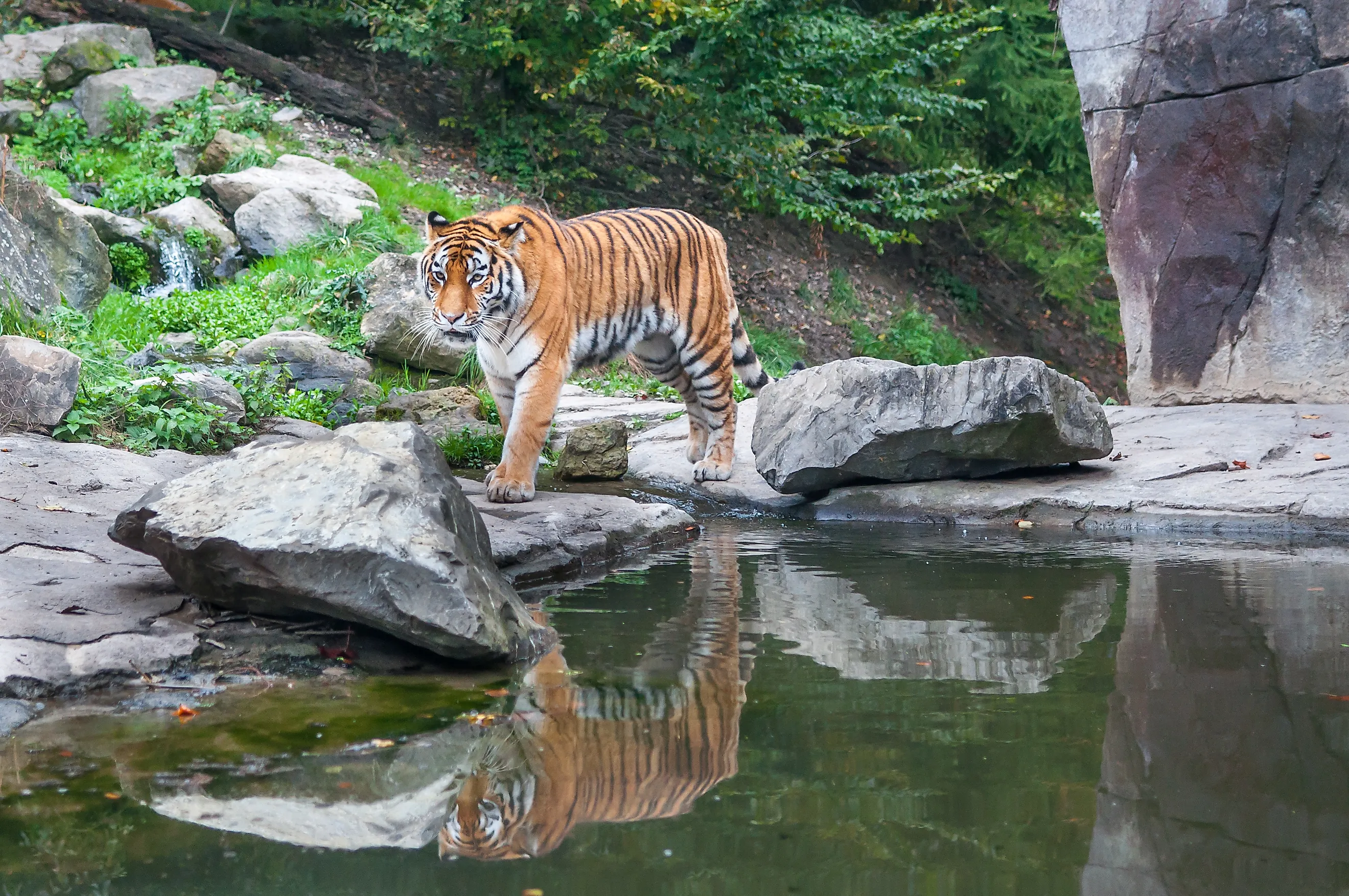 Bengal tiger drinking water near forest stream in its natural habitat at Sundarbans forest