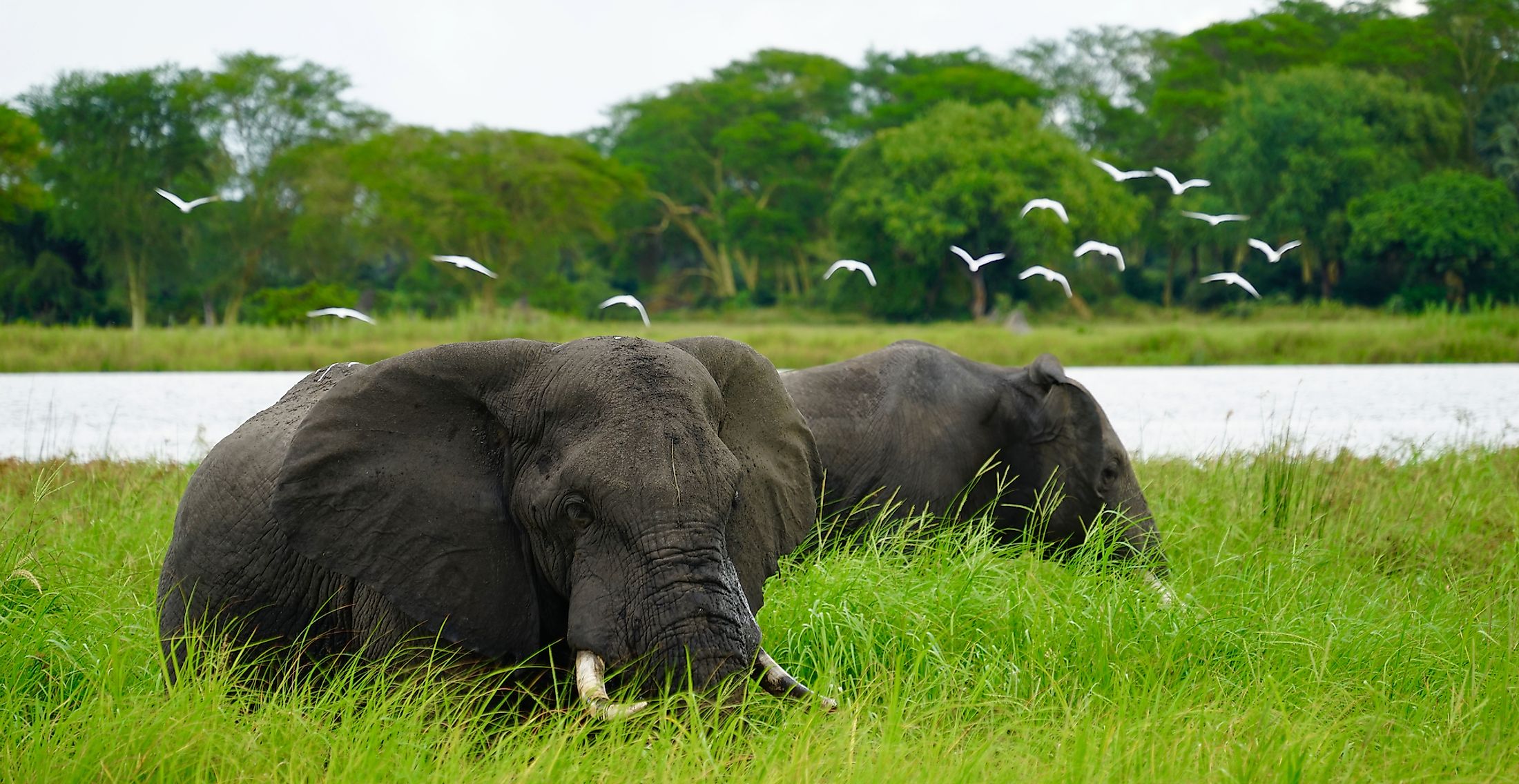 Elephants in Lake Malawi National Park.