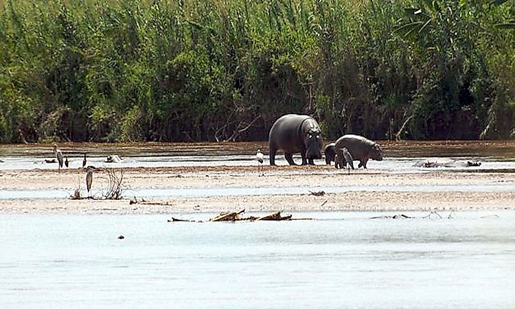 Rusizi Nature Reserve is a nature reserve in Burundi, next to the Rusizi River.