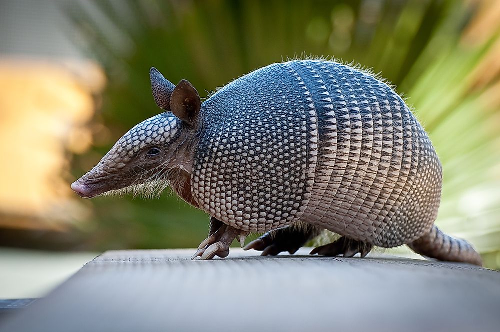 The giant armadillo has more teeth than any other mammal.