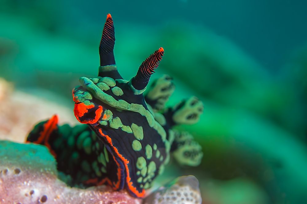 Sea slugs are often colorful in appearance.