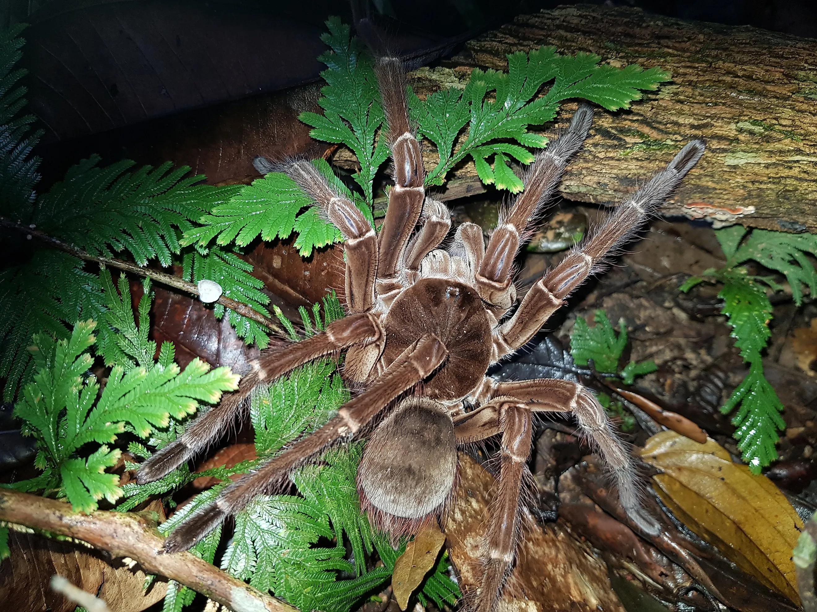 Goliath birdeater (Theraphosa blondi) to the tarantula family Theraphosidae. Near Presidente Figueiredo, Amazon, Brazil