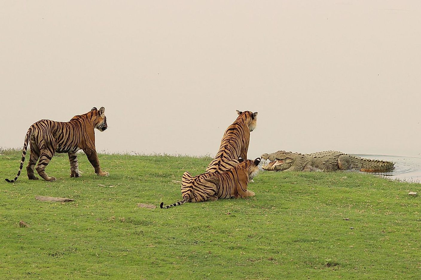The image shows the confrontation between a crocodile and the fearless tigress T-19 of Ranthambore tiger reserve facing off the croc with two of her cubs on her flanks. Image credit: Vedang Vadalkar/Wikimedia.org