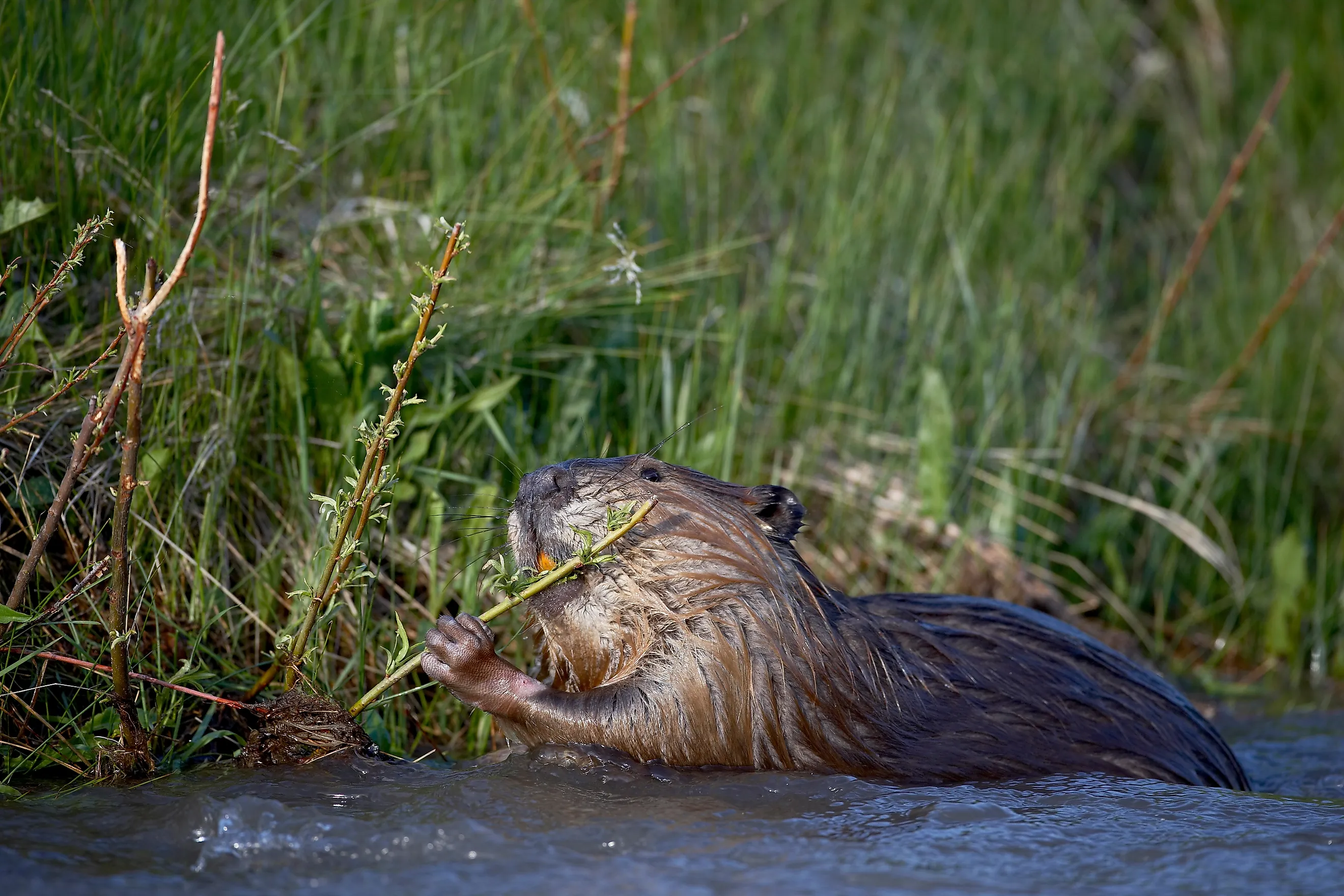 Beaver (castor canadensis) feeding in soda butte creek, yellowstone national park