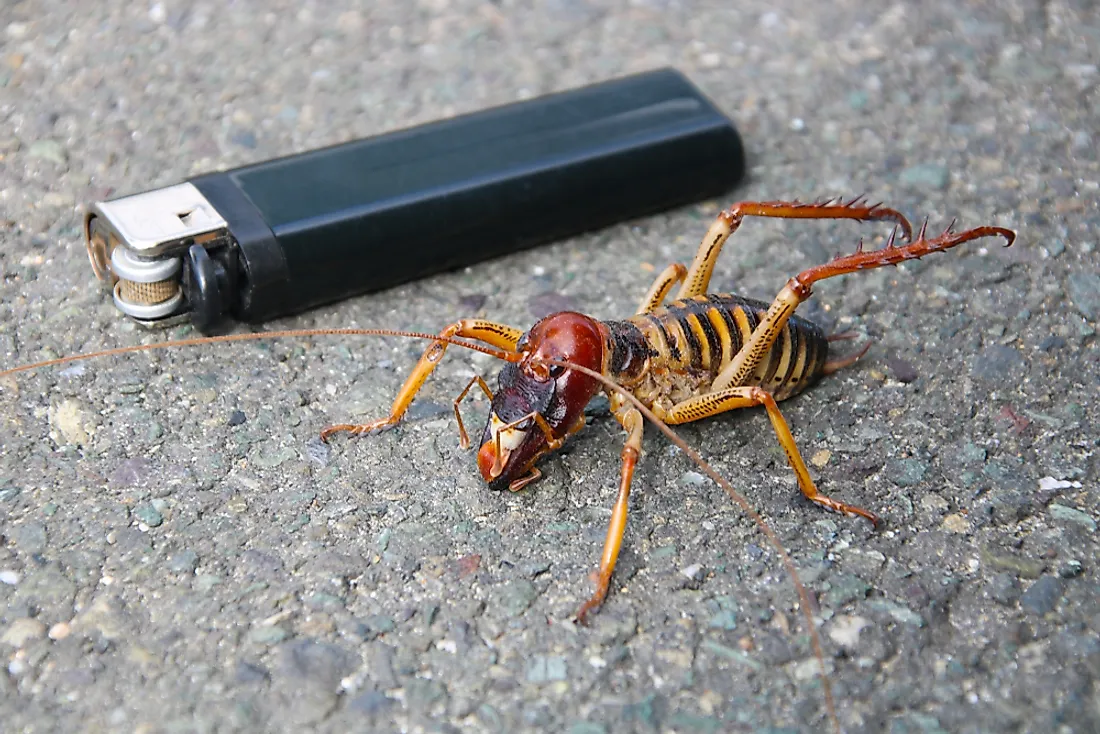 The Biggest Insects In The World WorldAtlas