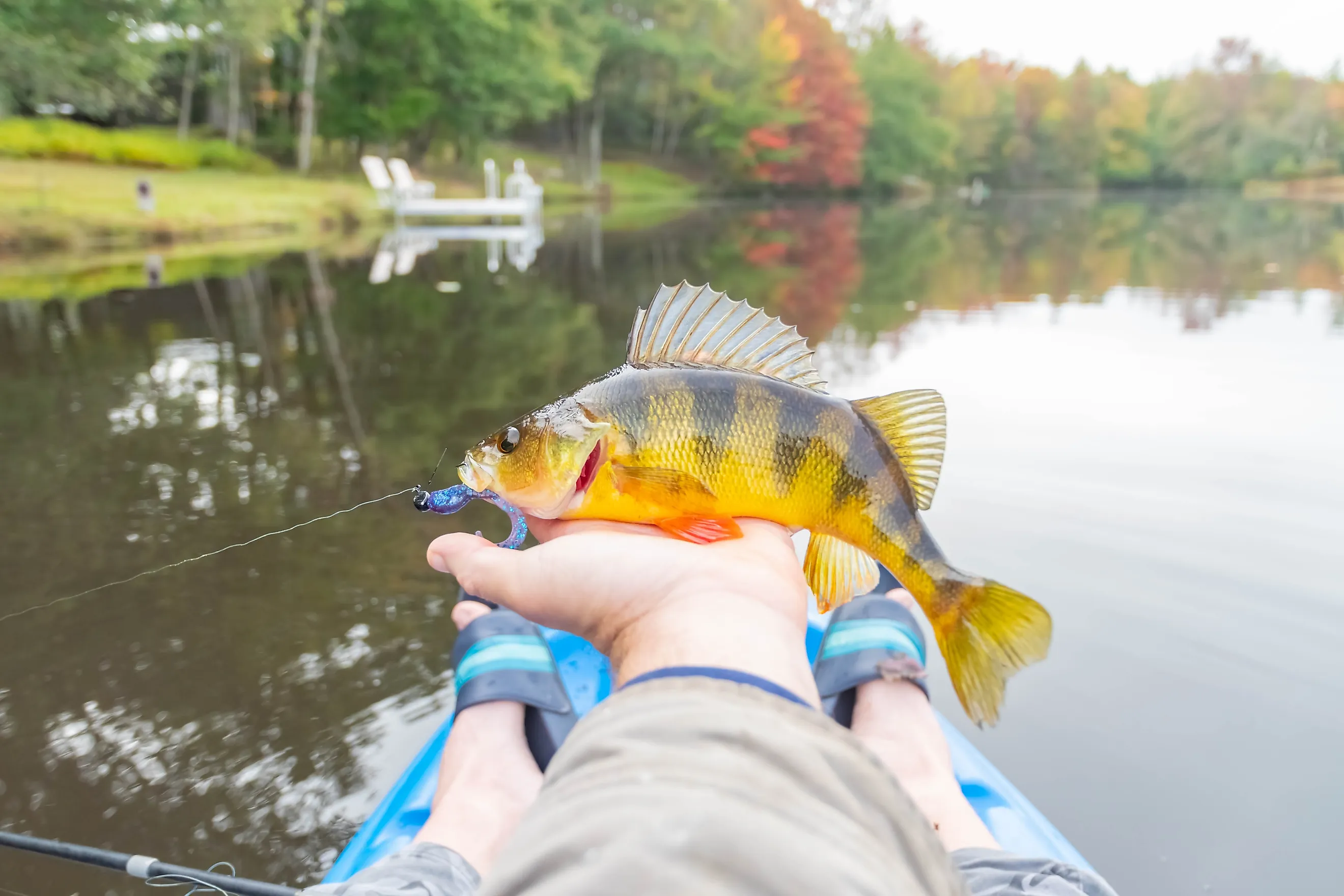 Holding yellow perch, kayak fishing fall season, overcast day.