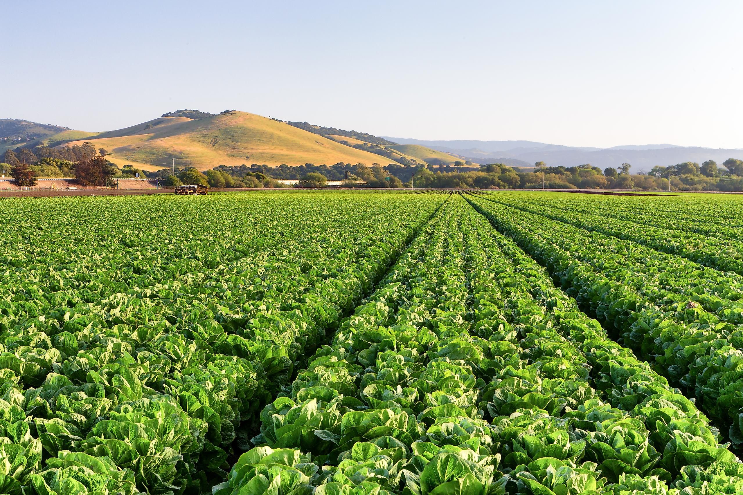 A field of lettuce in the Salinas Valley.