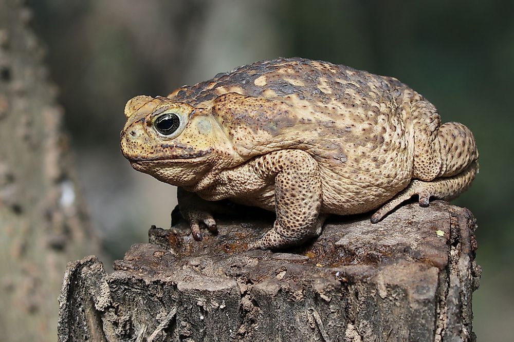 The cane toad is also known as the giant toad due to its large size.