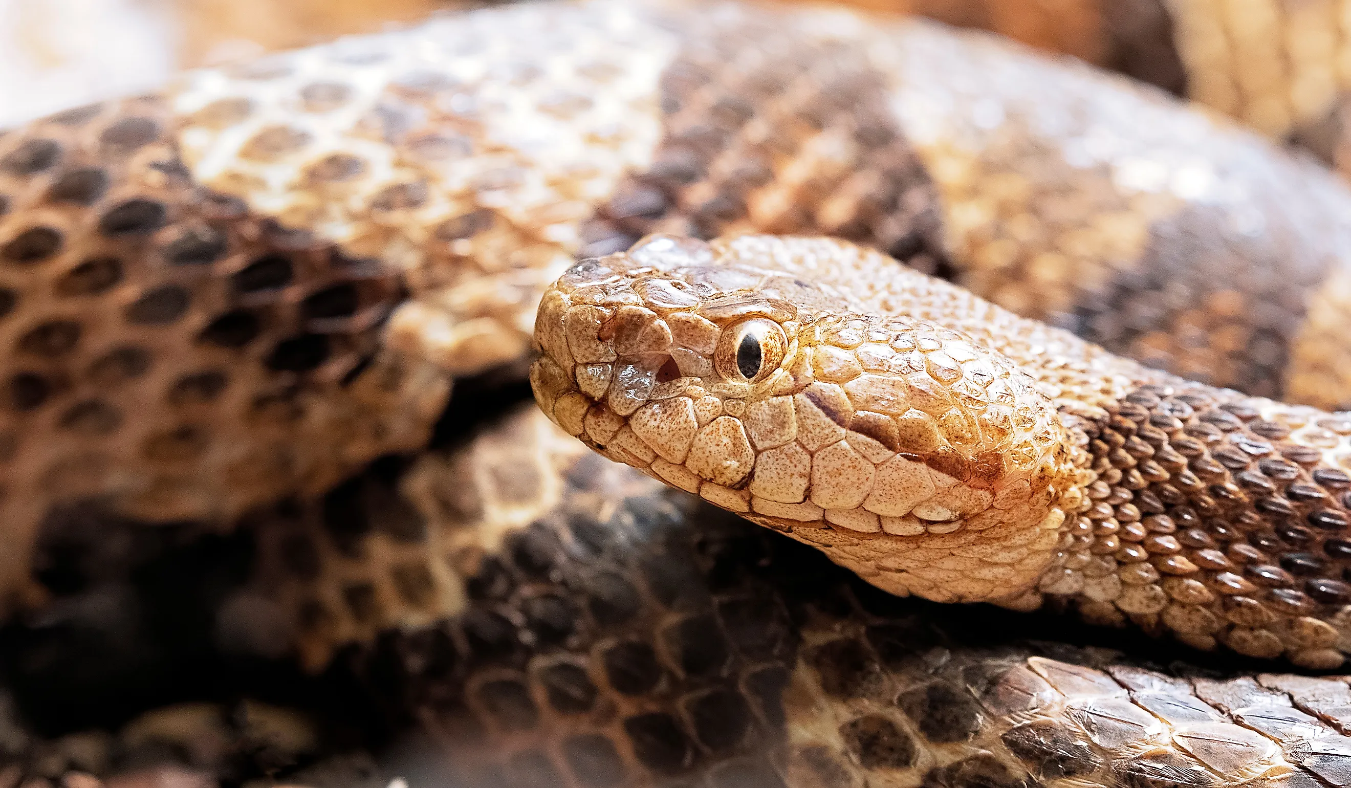 Northern Copperhead, Agkistrodon contortrix.
