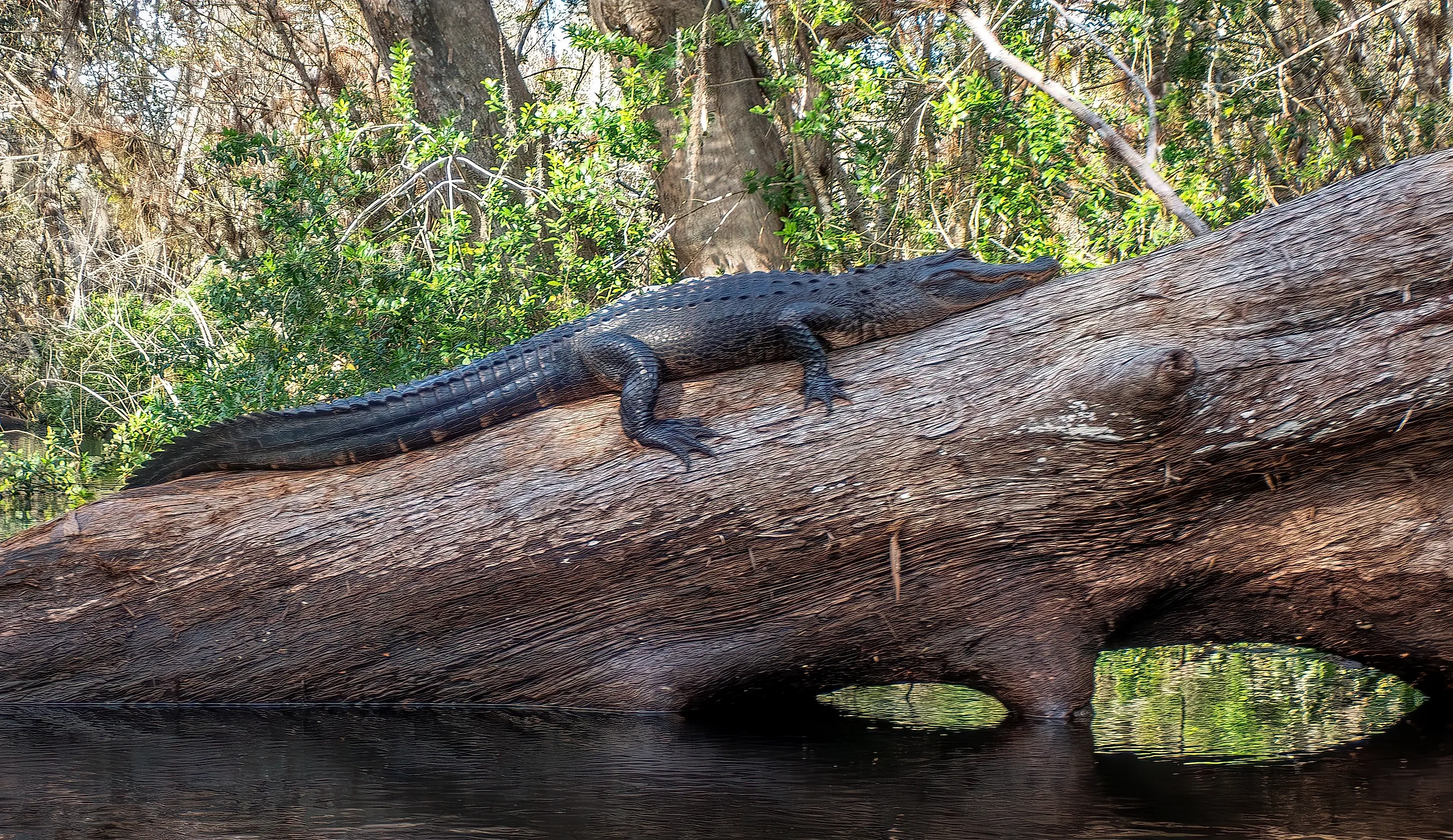 An American Alligator sunning on a Log on the Loxahatchee River, Florida.