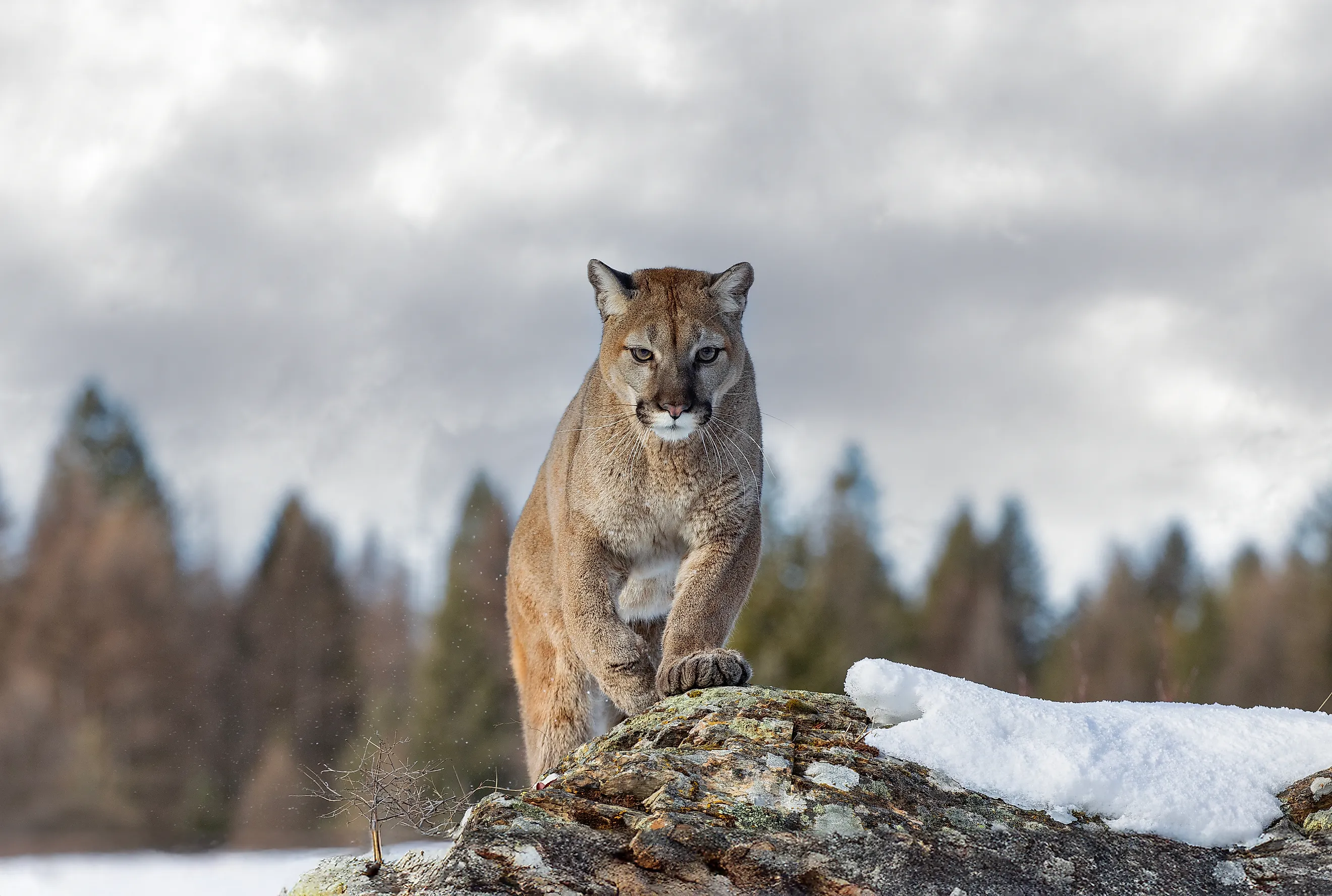 Mountain lion (Puma concolor) walking on top of rocky mountain in the winter snow 