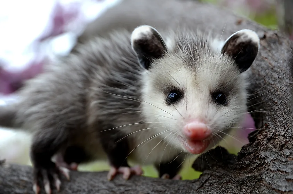 Baby opossum in a tree.