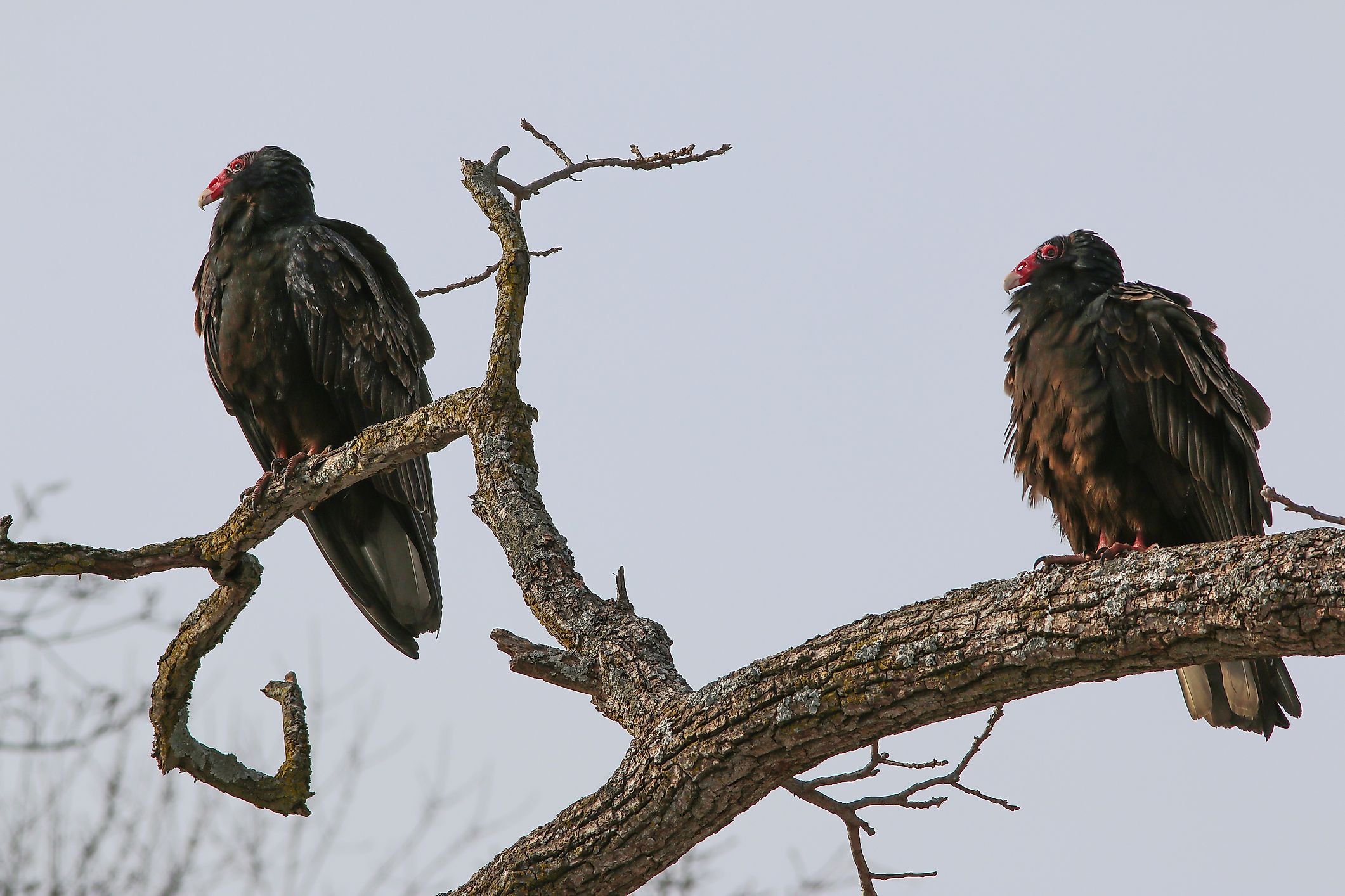 Vultures are seen resting on a tree branch.