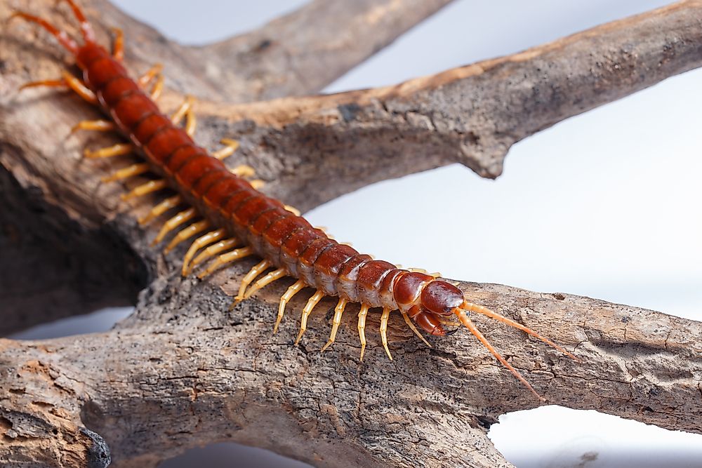 The giant centipede.