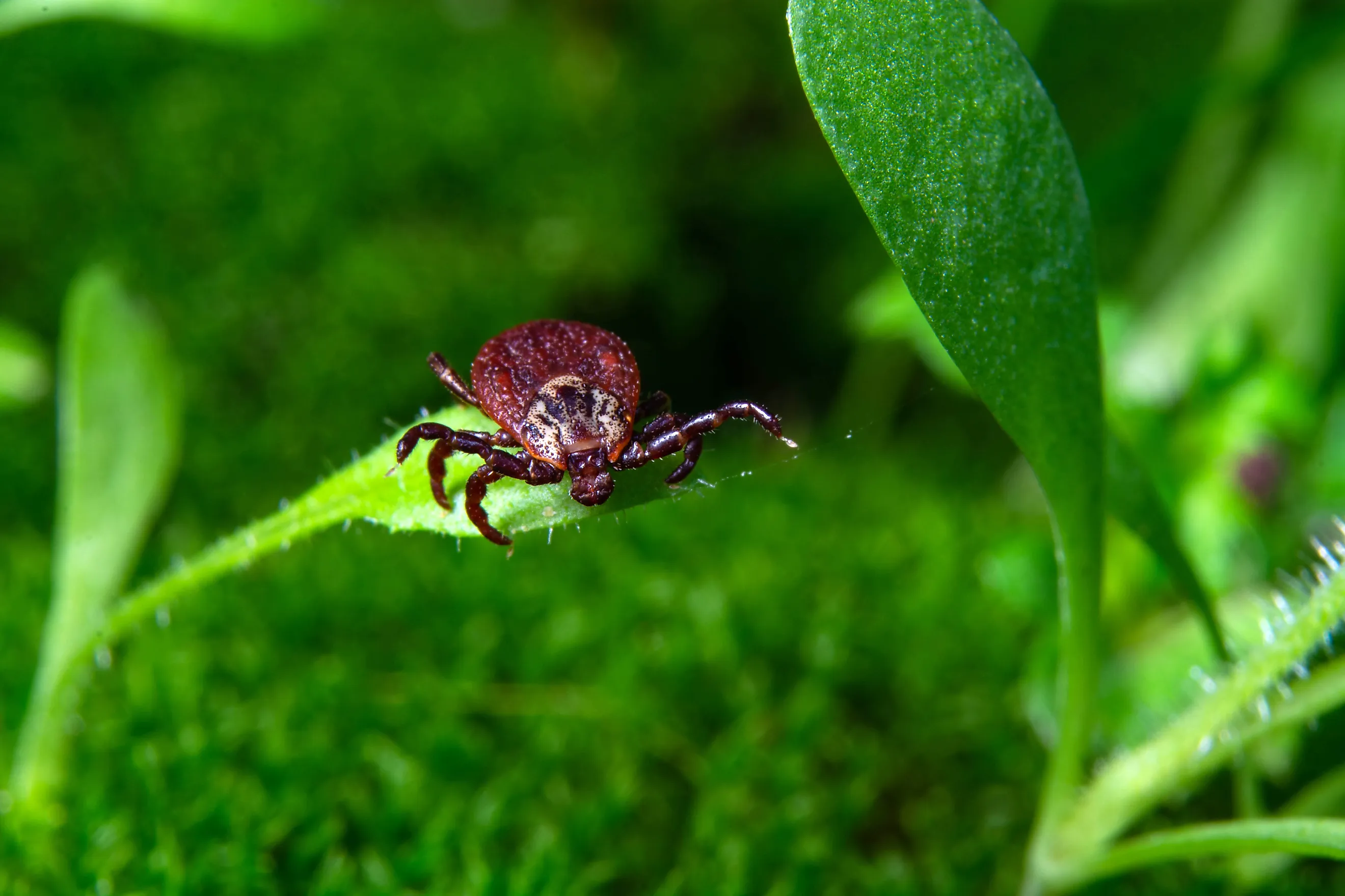 Tick awaits chance to grab onto passing creature. Via Shutterstock / Oleksandr Yuchynskyi.