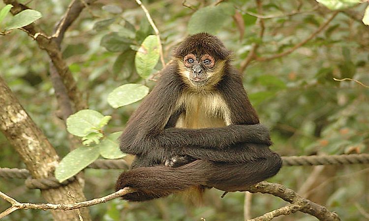 A spider monkey is a tropical rainforest animal that inhabits the canopy layer of the rainforest.