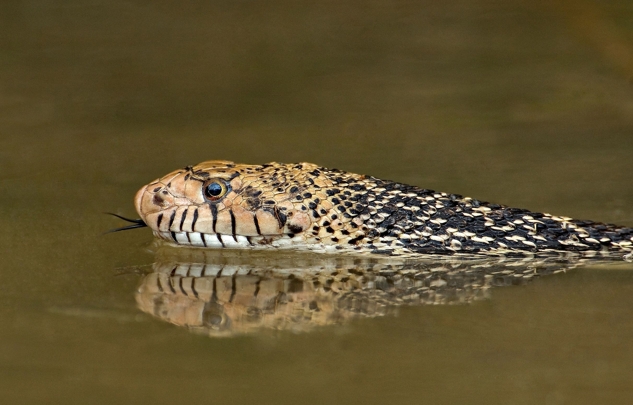 Swimming bullsnake