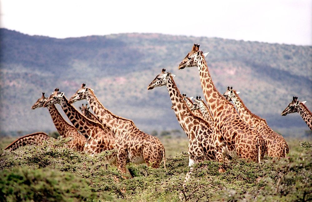 Giraffe Facts Animals of Africa WorldAtlas