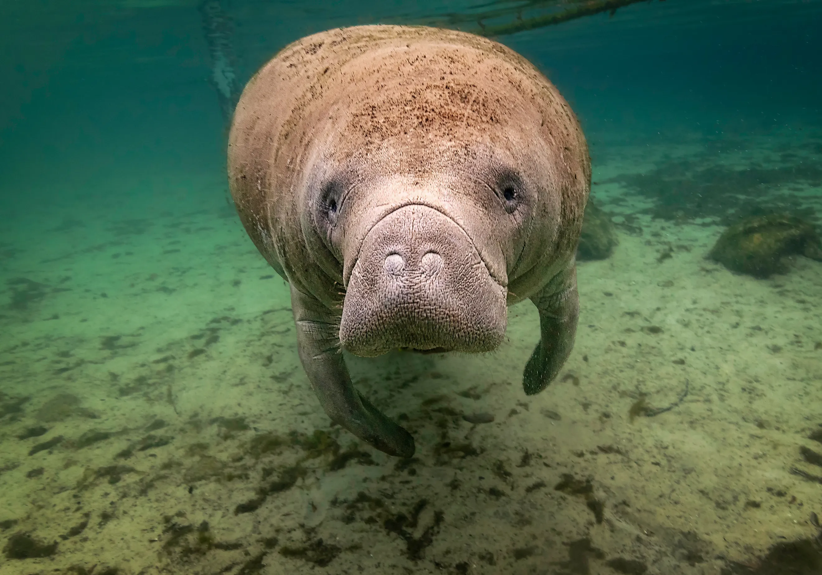 Eye level with a Florida Manatee.
