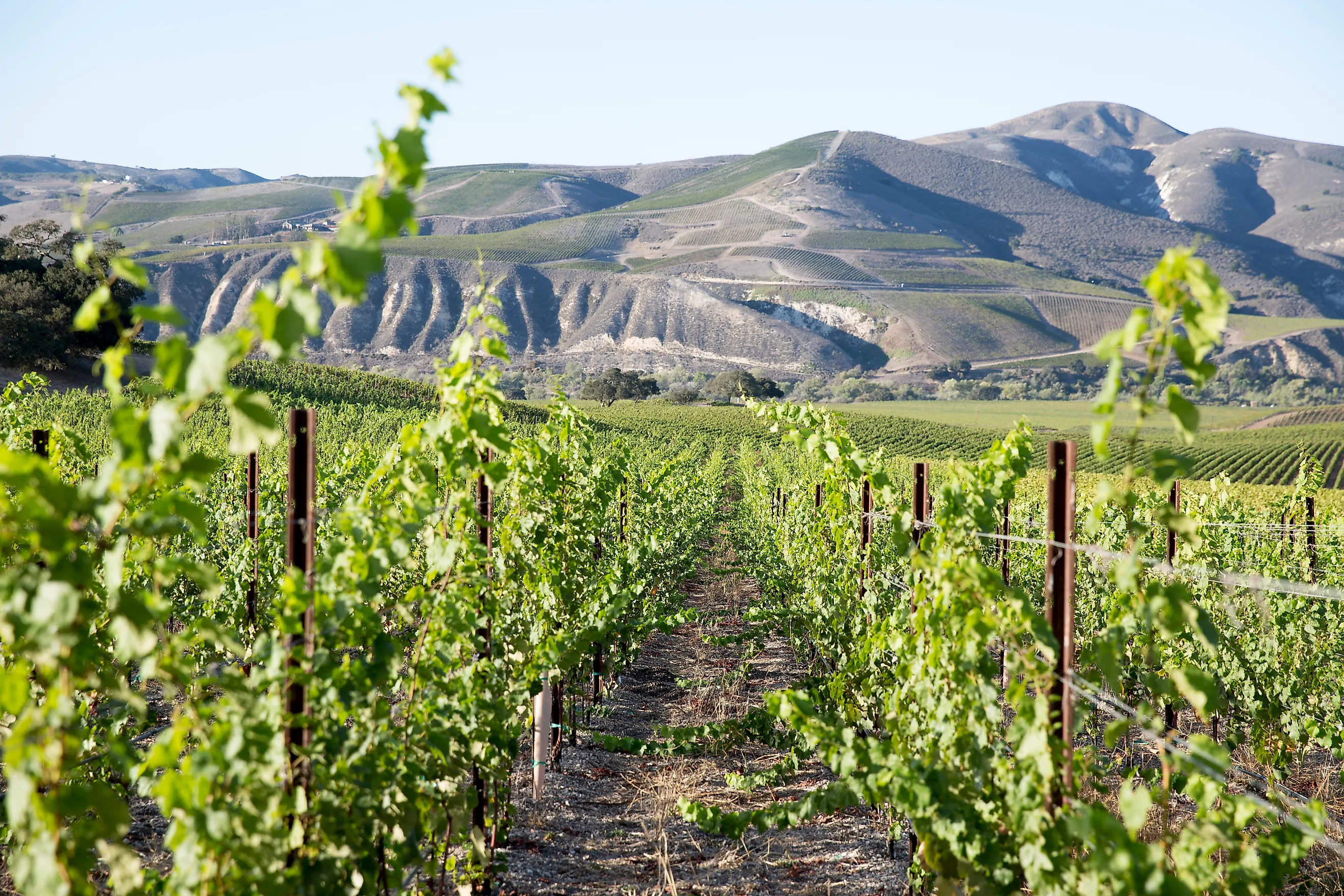 A vineyard in Buellton, California. Photo courtesy of Discover Buellton