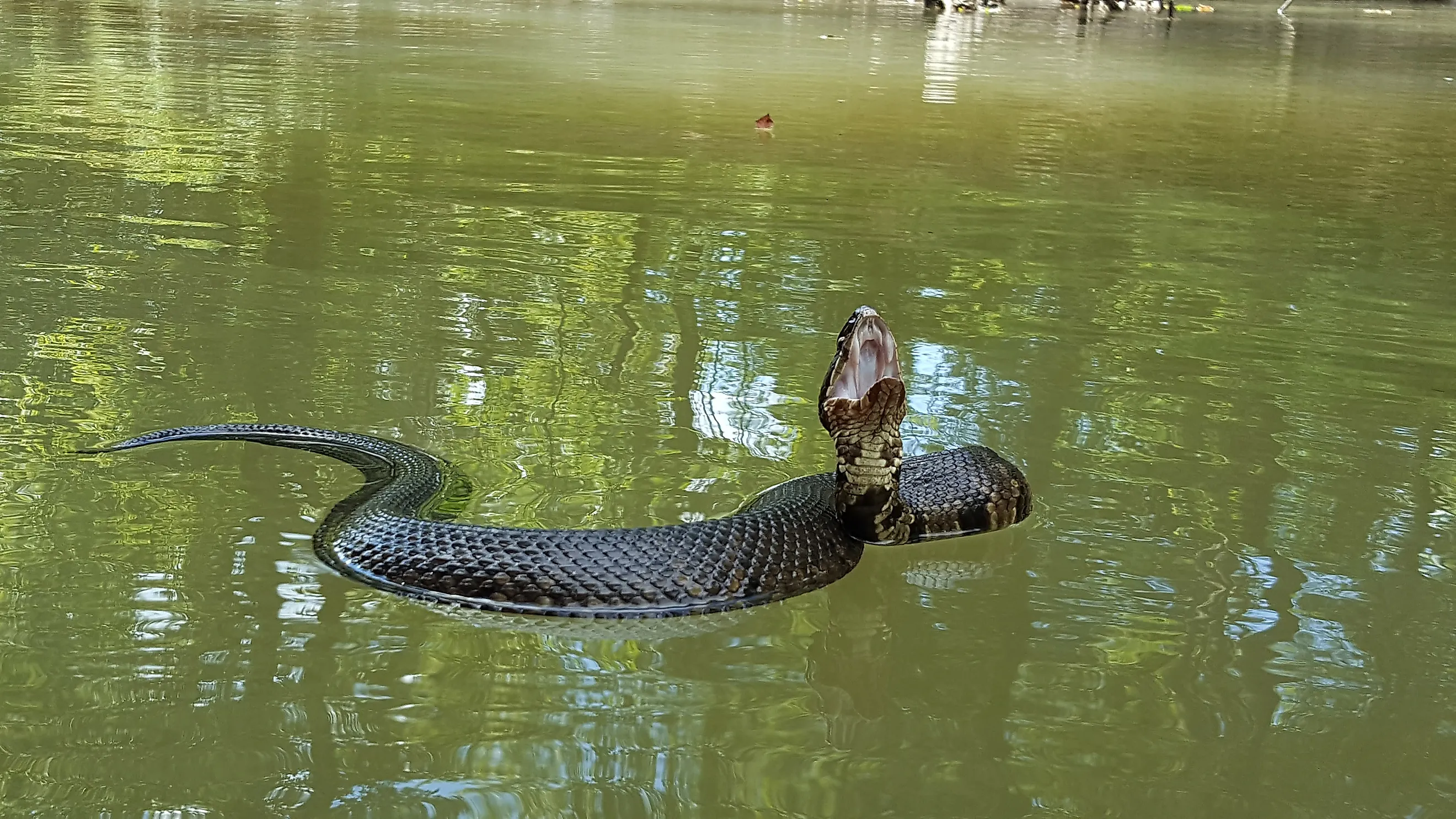 The venomous cottonmouth is a common species in Alabama's rivers.