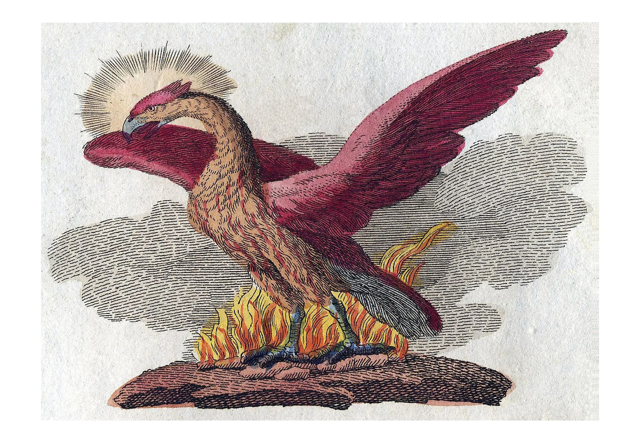 4. Phoenix Tattoo Symbolism - wide 6