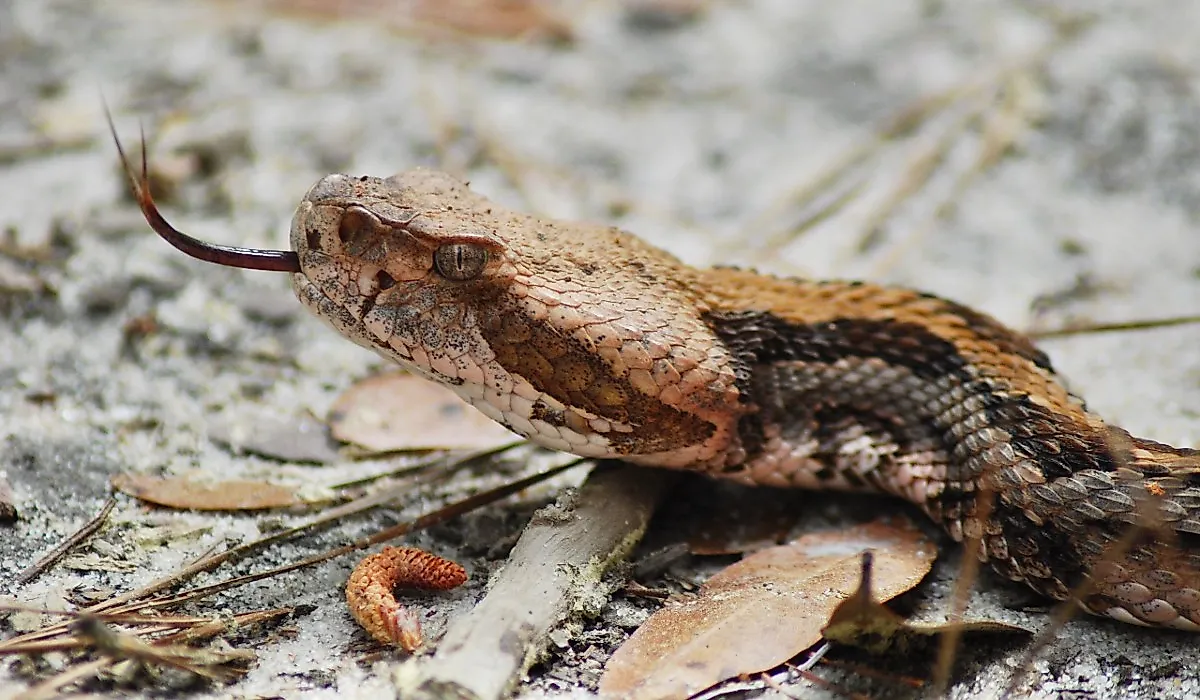 An adult female timber rattlesnake with its tongue out. 