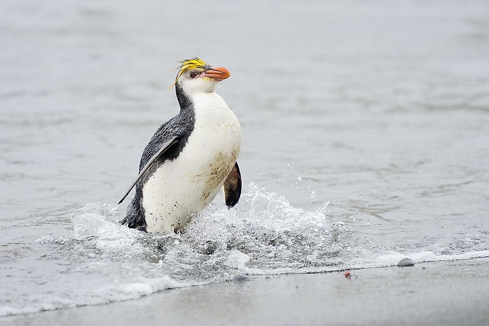 A royal penguin on Macquarie Island.
