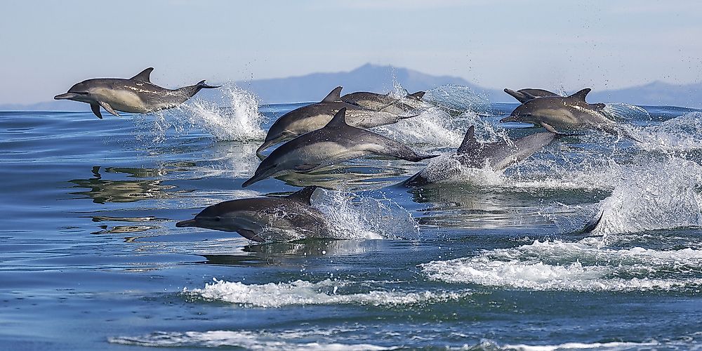 Pod of dolphins leap out of the water.