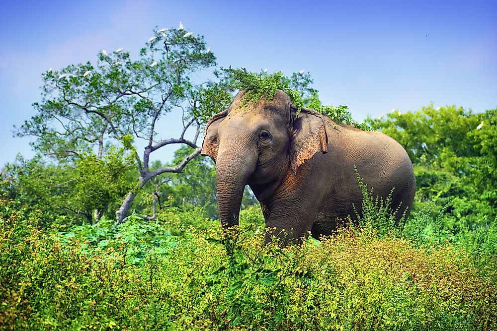 The Asian elephant is one of Bangladesh's endangered animals.