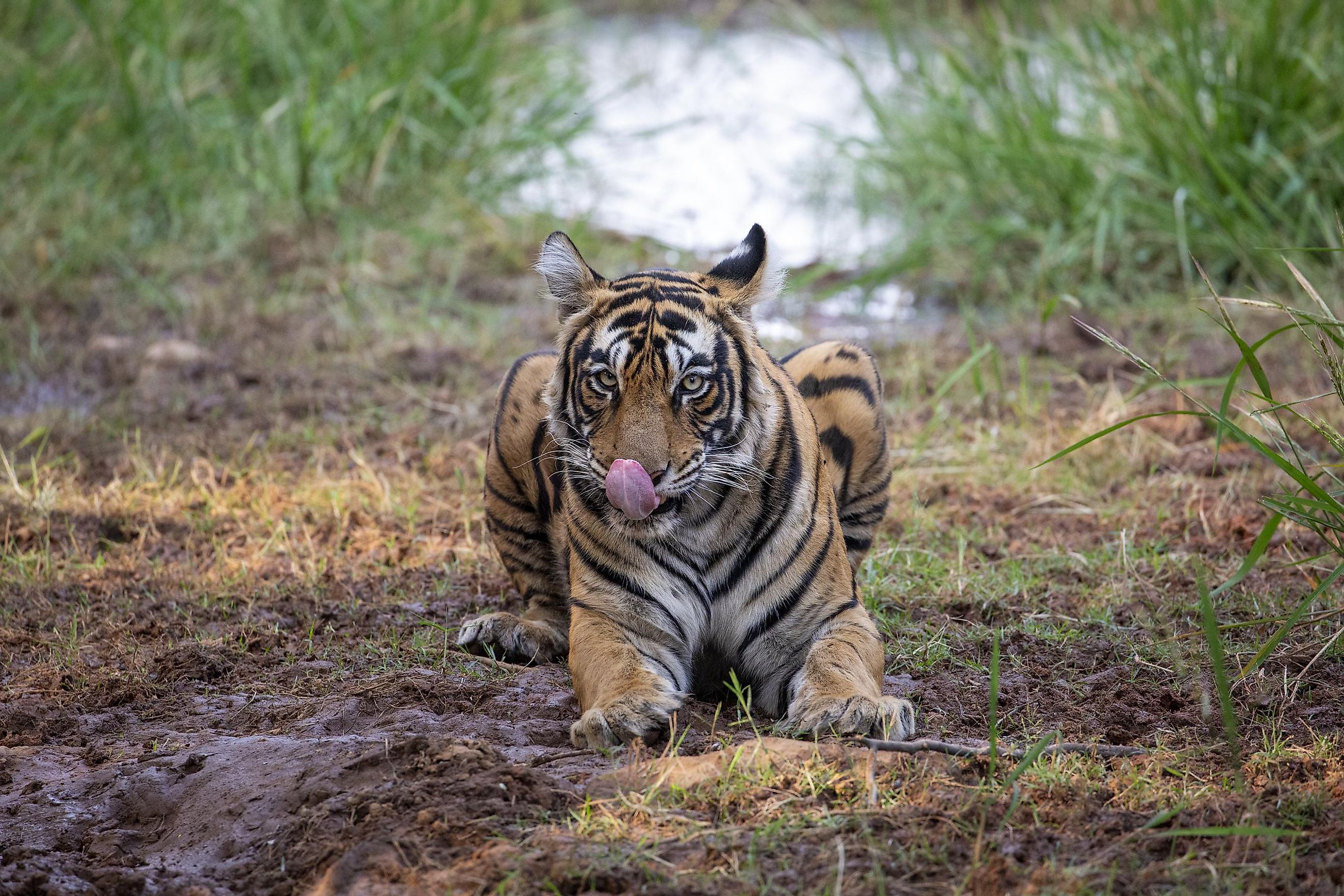 A Bengal tiger in the Ranthambore National Park. Image credit: Sanchi Aggarwal