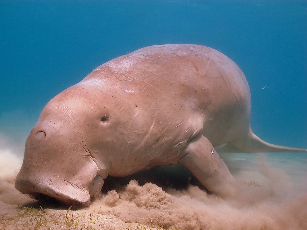 A dugong feeding on seagrass.