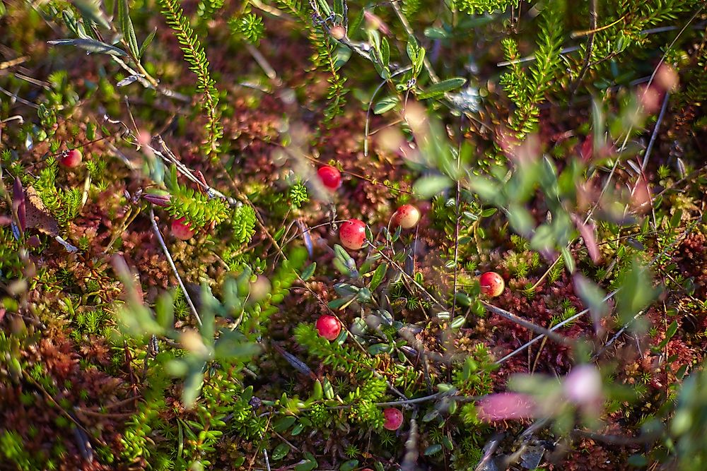 Cranberries on a bush in Latvia.