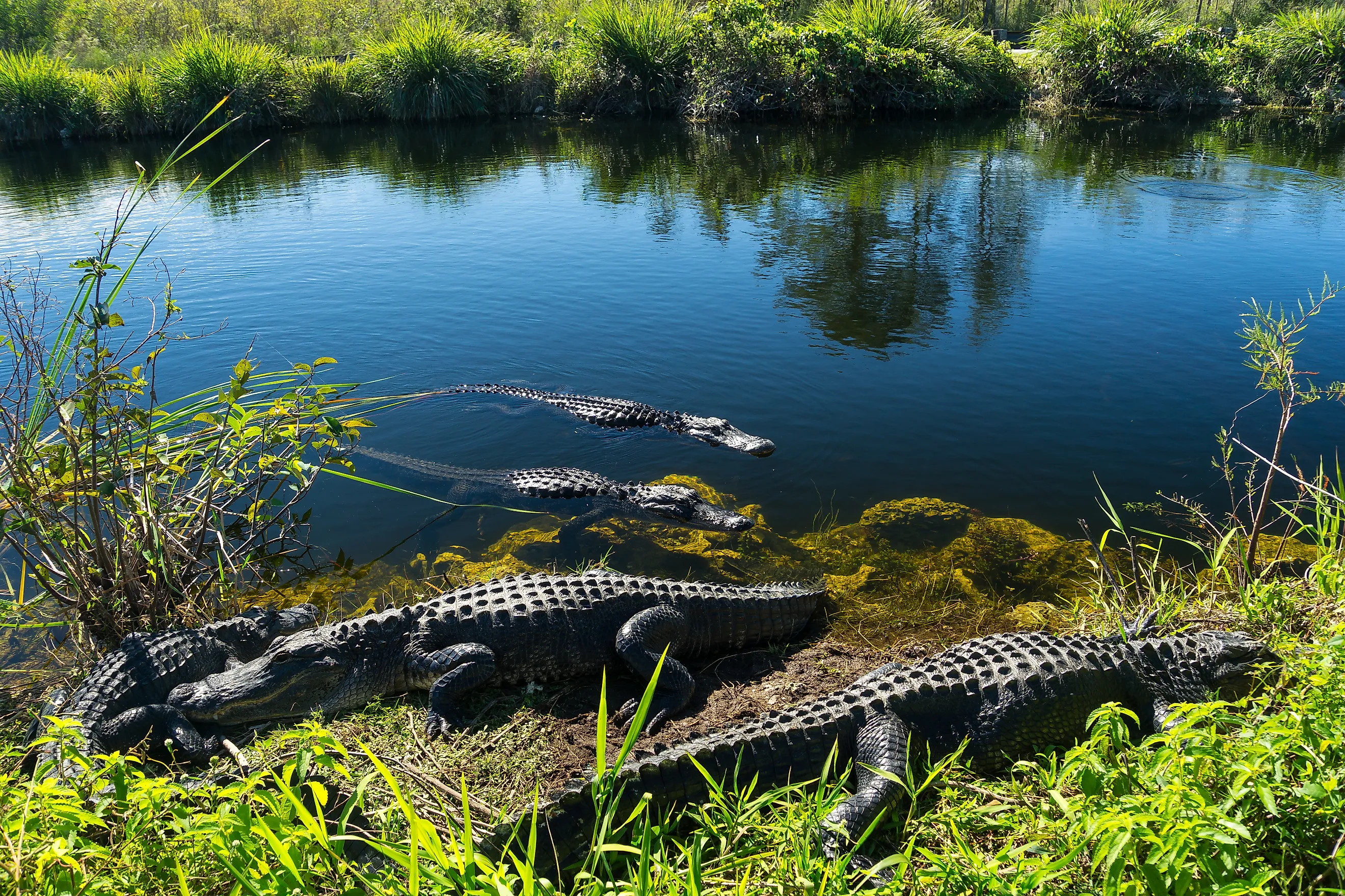 American alligators in the Everglades, Florida.