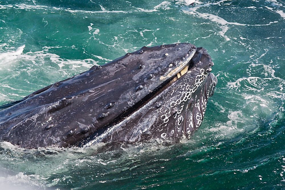 A humpback whale feeding on small fish.