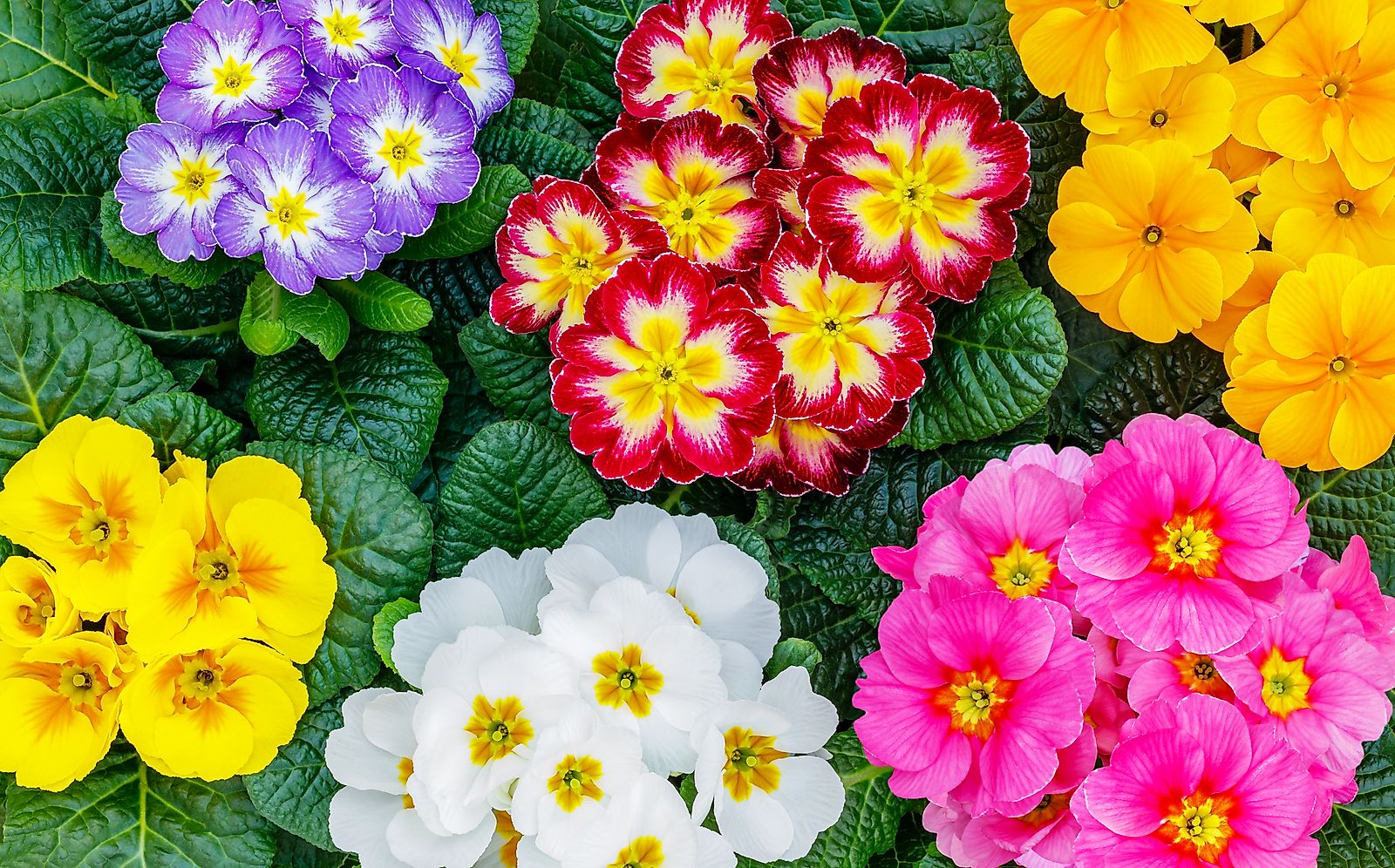 Primula flowers.