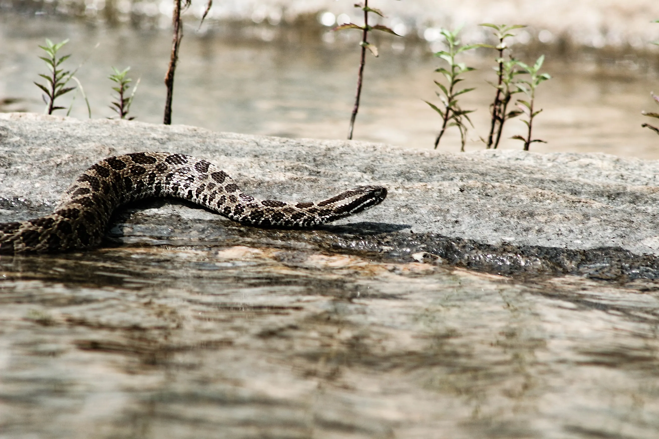 Eastern Massasauga rattle snake