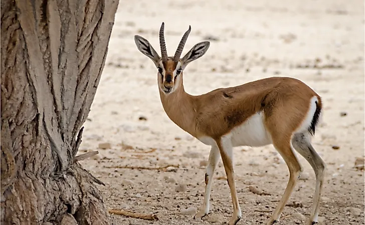 grey and red gazelles