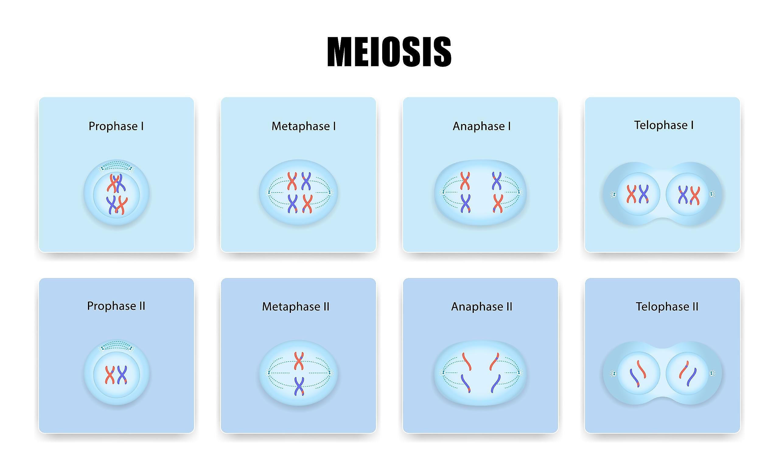 Differences Between Mitosis And Meiosis - WorldAtlas
