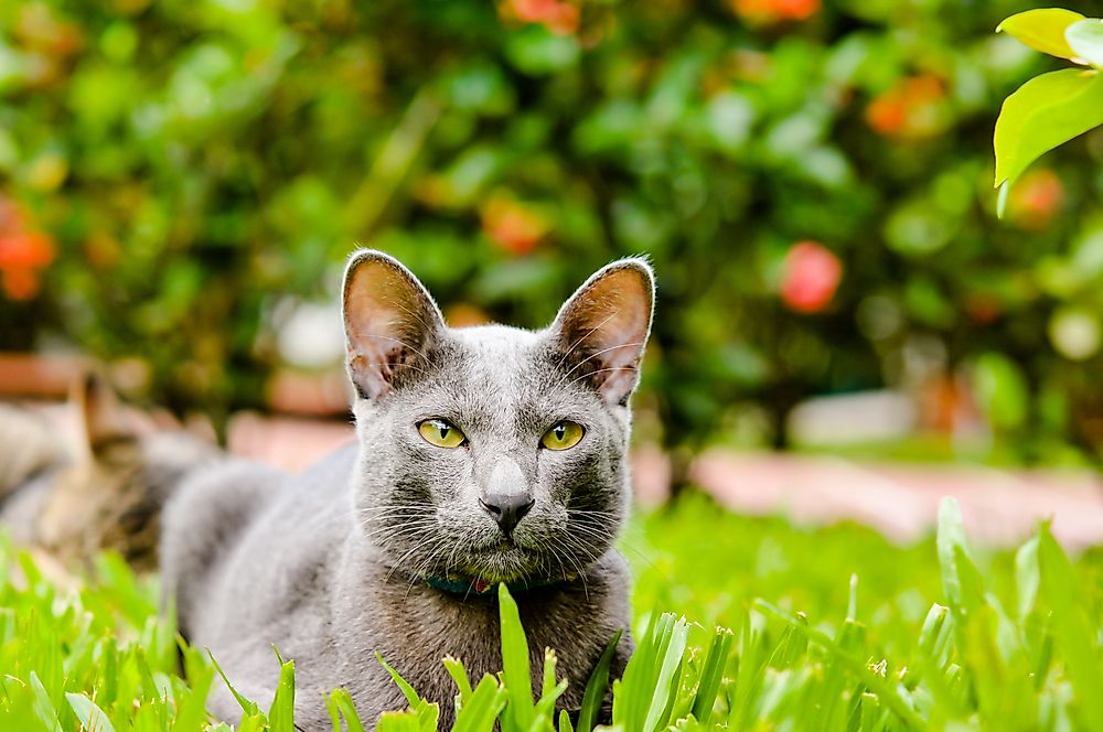 A Korat cat in the grass.