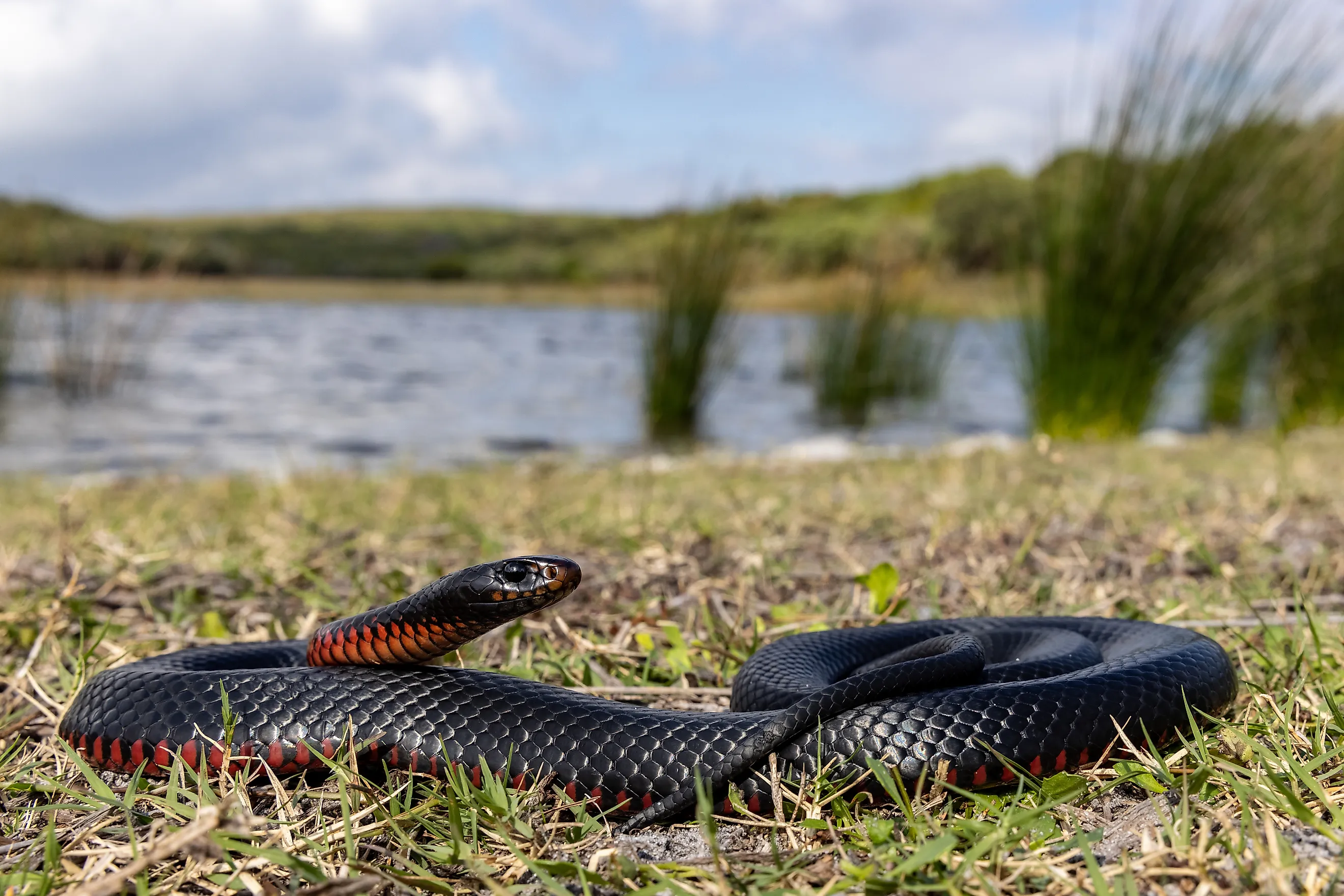Red-bellied Black Snake basking  in habitat